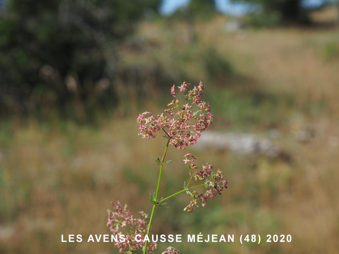 Bedstraw, [Oblique] plant